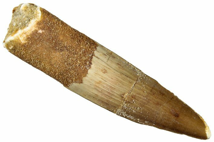 Fossil Spinosaurus Tooth - Real Dinosaur Tooth #301281